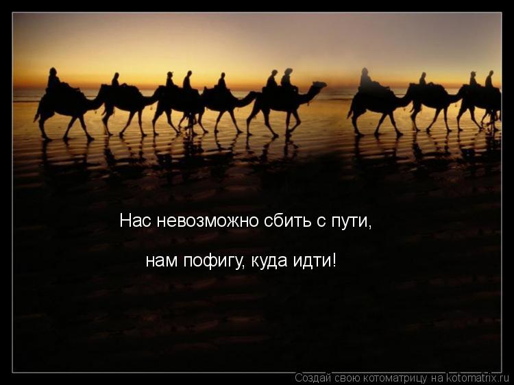 Котоматрица: Нас невозможно сбить с пути, нам пофигу, куда идти!