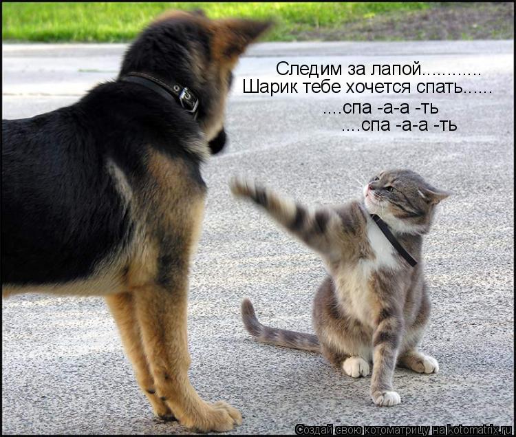Котоматрица: Следим за лапой............ Шарик тебе хочется спать...... ....спа -а-а -ть ....спа -а-а -ть