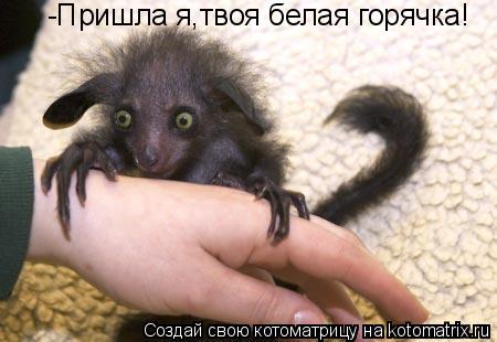 Котоматрица: -Пришла я,твоя белая горячка!