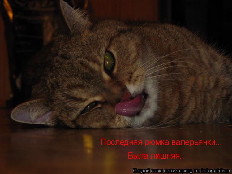 Котоматрица: Последняя рюмка валерьянки... Была лишняя..