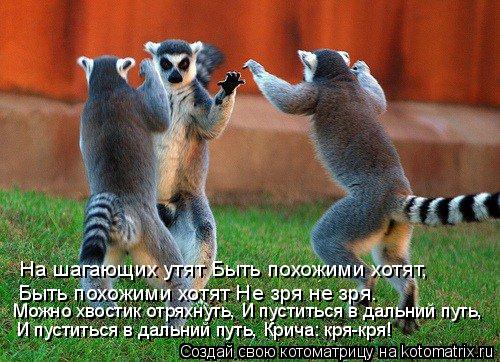 Котоматрица: На шагающих утят Быть похожими хотят, Быть похожими хотят Не зря не зря. Можно хвостик отряхнуть, И пуститься в дальний путь, И пуститься в д