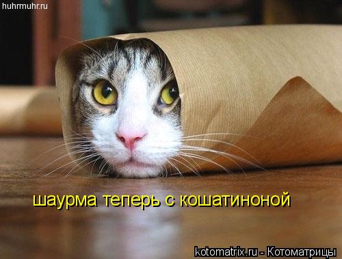 Котоматрица: шаурма теперь с кошатиноной