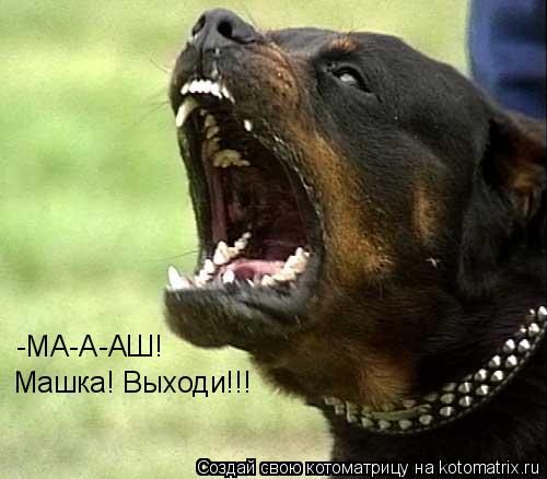 Котоматрица: -МА-А-АШ! Машка! Выходи!!!