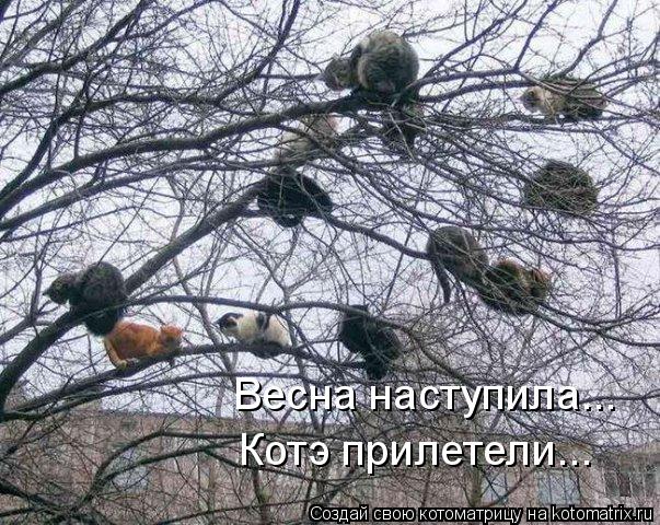 Весна наступила... Котэ прилетели...