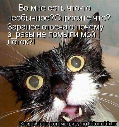 Котоматрица: Во мне есть что-то необычное?Спросите что? Заранее отвечаю:почему  з_разы не помыли мой лоток?!