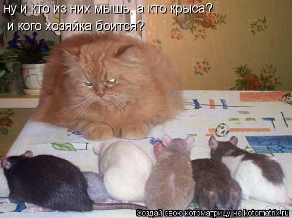 Котоматрица: ну и кто из них мышь, а кто крыса? и кого хозяйка боится?