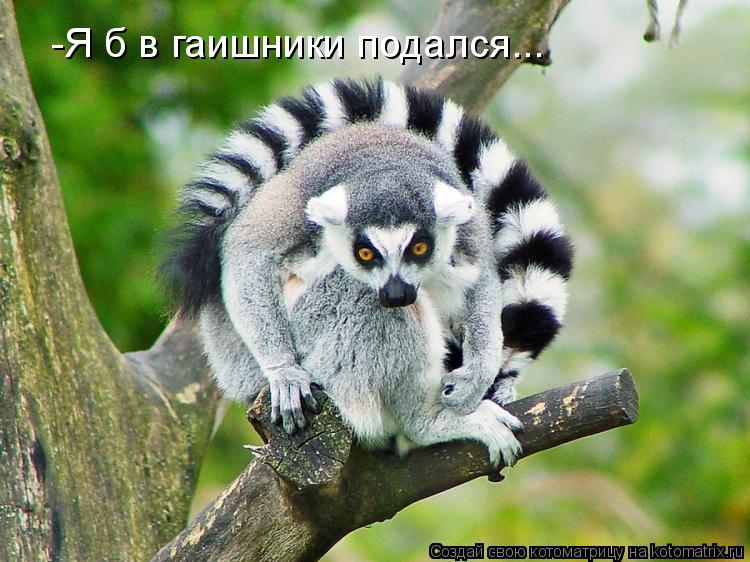 Котоматрица: -Я б в гаишники подался...