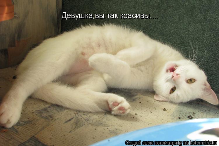 Котоматрица: Девушка,вы так красивы…...