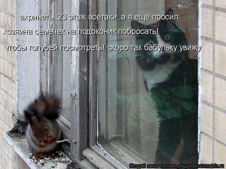 Котоматрица: ахринеть..23 этаж всётаки..а я ещё просил ахринеть..23 этаж всётаки..а я ещё просил хозяина семечек на подоконик побросать! чтобы голубей посмо