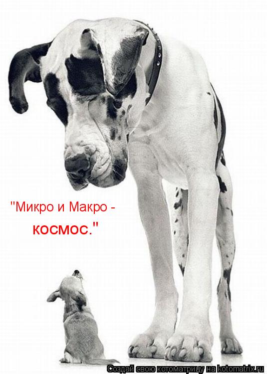 Котоматрица: "Микро и Макро -  космос."