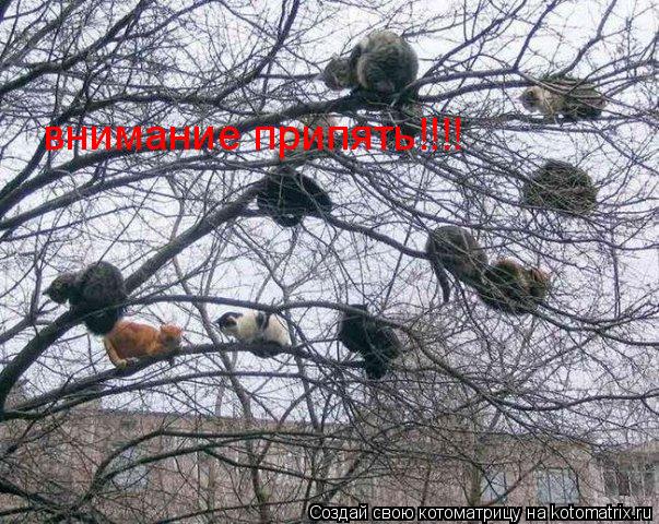 Котоматрица: внимание припять!!!!