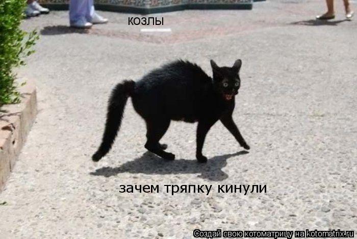 Котоматрица: козлы зачем тряпку кинули