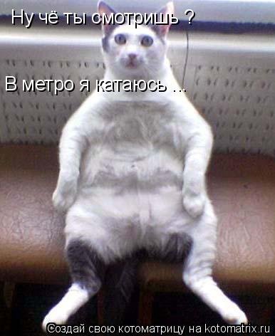 Котоматрица: Ну чё ты смотришь ?  В метро я катаюсь ...