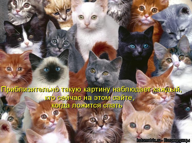 Котоматрица: Приблизительно такую картину наблюдает каждый, кто сейчас на этом сайте, когда ложится спать