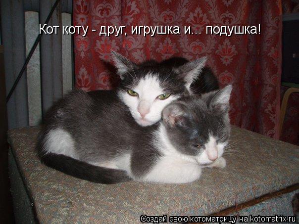 Котоматрица: Кот коту - друг, игрушка и... подушка!