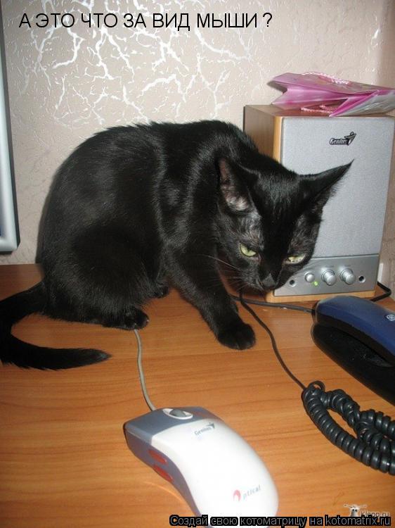 Котоматрица: А ЭТО ЧТО ЗА ВИД МЫШИ  ?