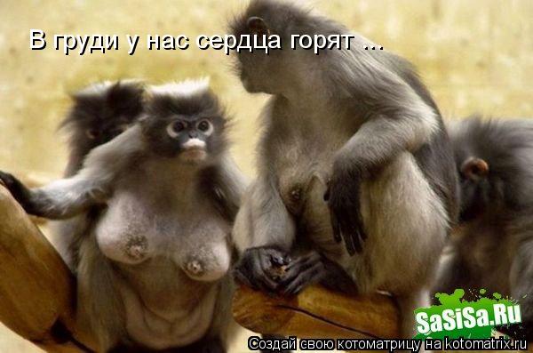 Котоматрица: В груди у нас сердца горят ...