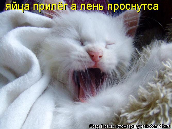 Котоматрица: яйца прилёг а лень проснутса