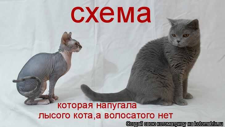 Котоматрица: схема которая напугала лысого кота,а волосатого нет