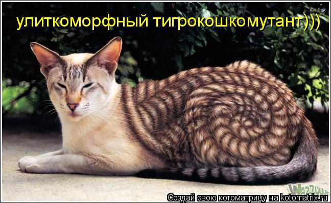 Котоматрица: улиткоморфный тигрокошкомутант)))