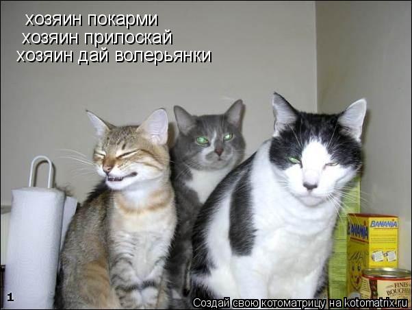Котоматрица: хозяин покарми хозяин прилоскай хозяин дай волерьянки