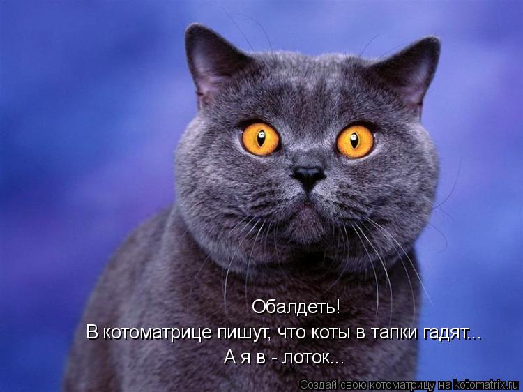Котоматрица: Обалдеть! В котоматрице пишут, что коты в тапки гадят... А я в - лоток...