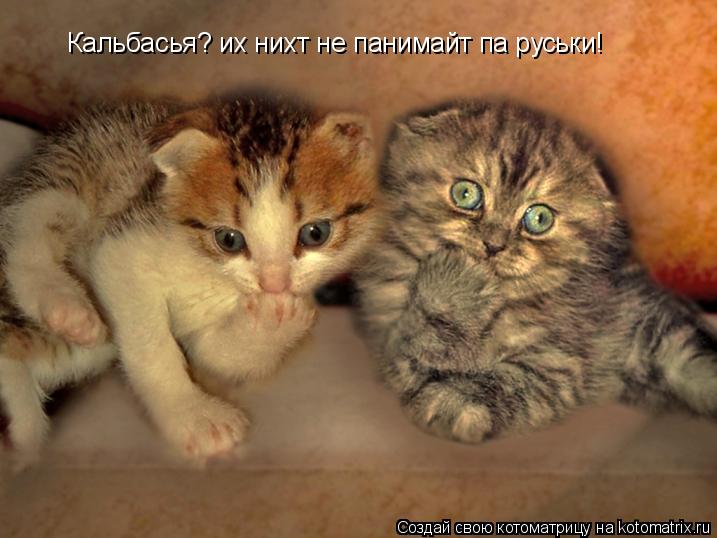 Котоматрица: Кальбасья? их нихт не панимайт па руськи!