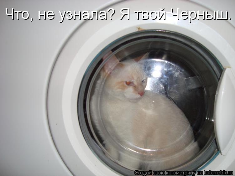 Котоматрица: Что, не узнала? Я твой Черныш.