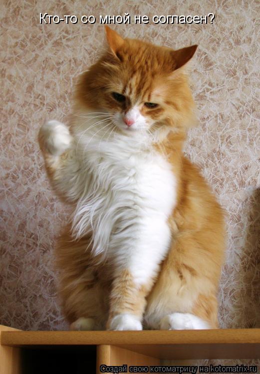 Котоматрица: Кто-то со мной не согласен?