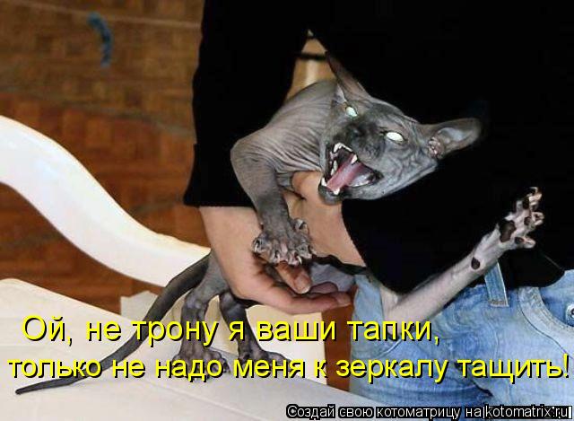 Котоматрица: Ой, не трону я ваши тапки, только не надо меня к зеркалу тащить!