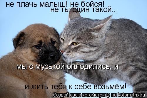 Котоматрица: не плачь малыш! не бойся! не ты один такой... мы с муськой оплодились, и и жить тебя к себе возьмём!