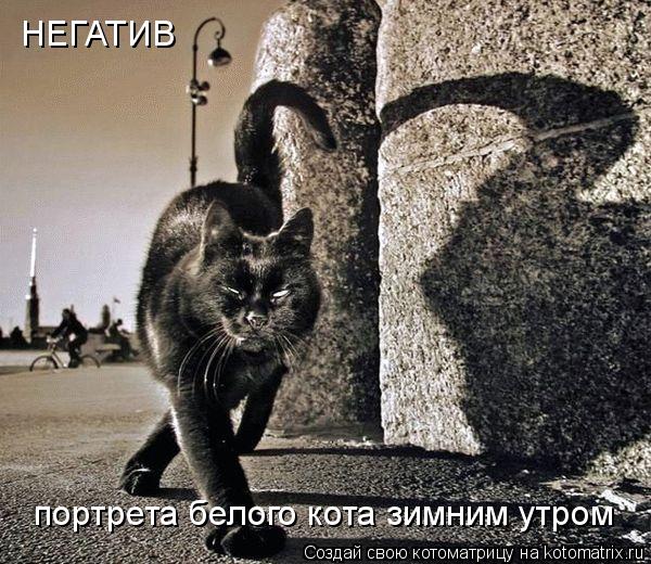 Котоматрица: НЕГАТИВ портрета белого кота зимним утром