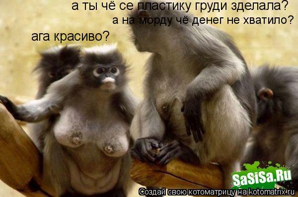 Котоматрица: а ты чё се пластику груди зделала? ага красиво? а на морду чё денег не хватило?