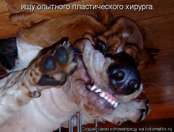 ищу опытного пластического хирурга.... Котоматрица: ищу опытного пластического хирурга.