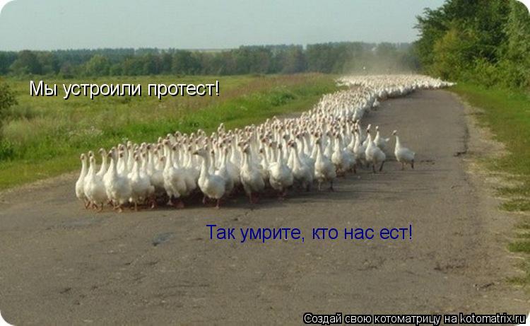 Котоматрица: Мы устроили протест! Так умрите, кто нас ест!
