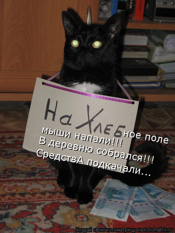 Котоматрица: мыши напали!!! ное поле  В деревню собрался!!! СредствА подкачали...