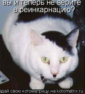Котоматрица: вы и теперь не верите  в реинкарнацию?