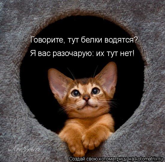 Говорите, тут белки водятся? Я вас разочарую: их тут нет!... Котоматрица: Говорите, тут белки водятся? Я вас разочарую: их тут нет!