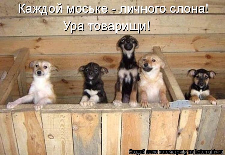 Каждой моське - личного слона! Ура товарищи!... Котоматрица: Каждой моське - личного слона! Ура товарищи!