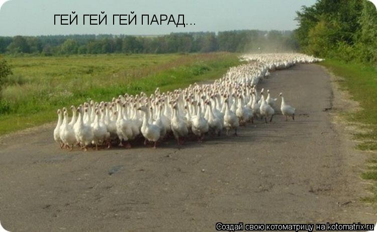 Котоматрица: ГЕЙ ГЕЙ ГЕЙ ПАРАД...