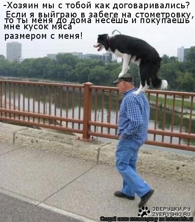Котоматрица: -Хозяин мы с тобой как договаривались? Если я выйграю в забеге на стометровку, то ты меня до дома несёшь и покупаешь мне кусок мяса размером 