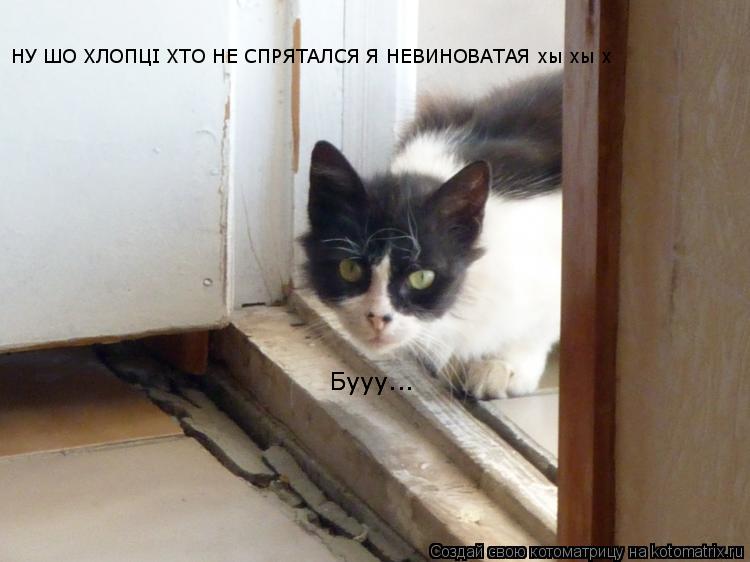 Котоматрица: НУ ШО ХЛОПЦI ХТО НЕ СПРЯТАЛСЯ Я НЕВИНОВАТАЯ хы хы х Бууу... Бууу...