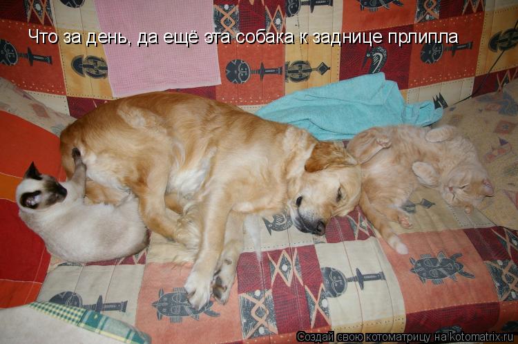 Котоматрица: Что за день, да ещё эта собака к заднице прлипла