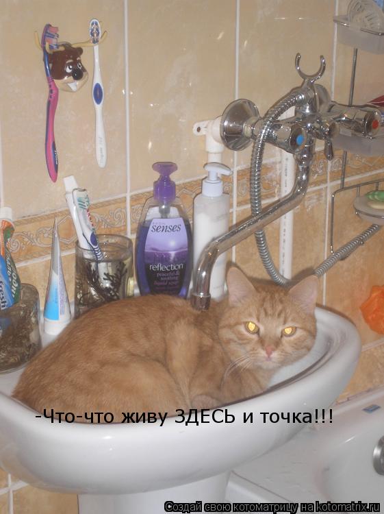 -Что-что живу ЗДЕСЬ и точка!!!... Котоматрица: -Что-что живу ЗДЕСЬ и точка!!!