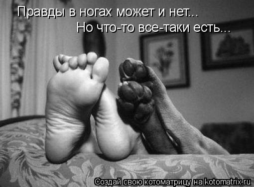 Правды в ногах может и нет... Но что-то все-таки есть...... Котоматрица: Правды в ногах может и нет... Но что-то все-таки есть...