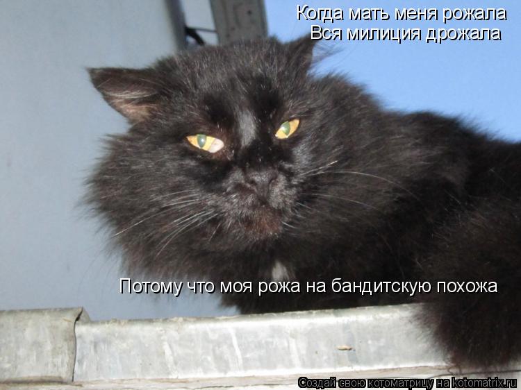 Когда мать меня рожала Вся милиция дрожала Потому что моя рожа на бандитскую похожа... Котоматрица: Когда мать меня рожала Вся милиция дрожала Потому что моя рожа на бандитскую похожа