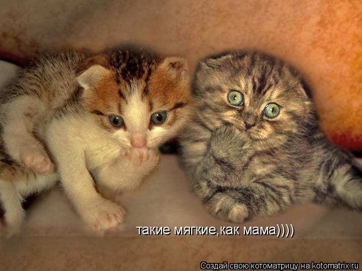 такие мягкие,как мама))))... Котоматрица: такие мягкие,как мама))))
