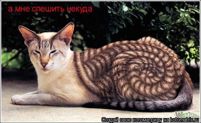 а мне спешить некуда... Котоматрица: а мне спешить некуда