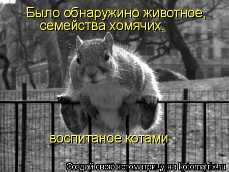 Было обнаружино животное, семейства хомячих, воспитаное котами... Котоматрица: Было обнаружино животное, семейства хомячих, воспитаное котами