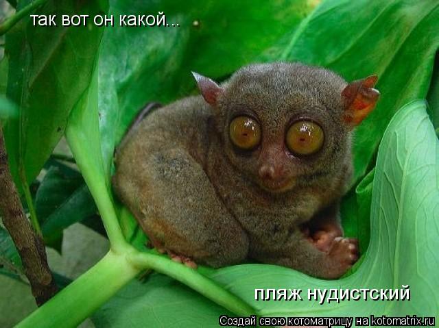 так вот он какой... пляж нудистский... Котоматрица: так вот он какой... пляж нудистский